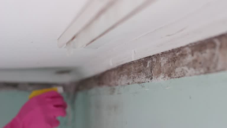 Best Asbestos and Lead Testing During Mold Inspection  in USA